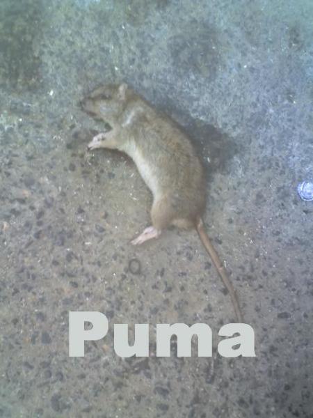 ----------------------->Puma<------------------------